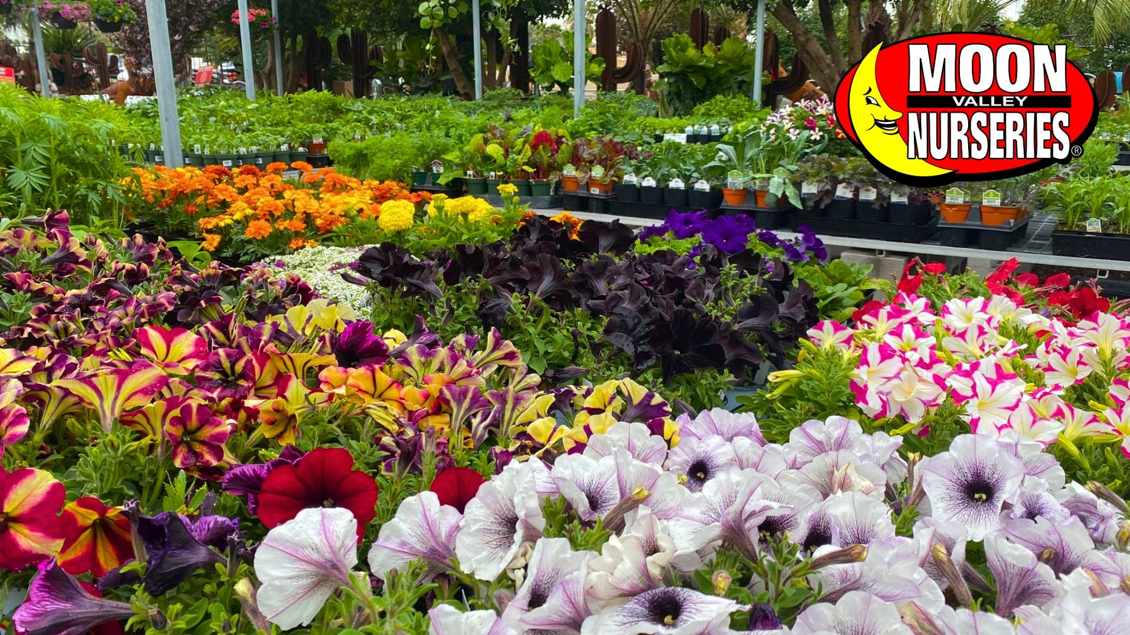 Choose the Best HeatTolerant Annuals for Summer